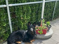Onyx  Bes.: Karin Stadlin und Goofy Windler